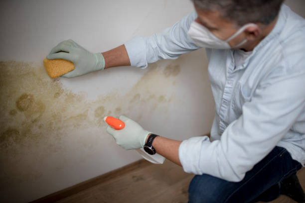Best Black Mold Remediation in Eddystone, PA